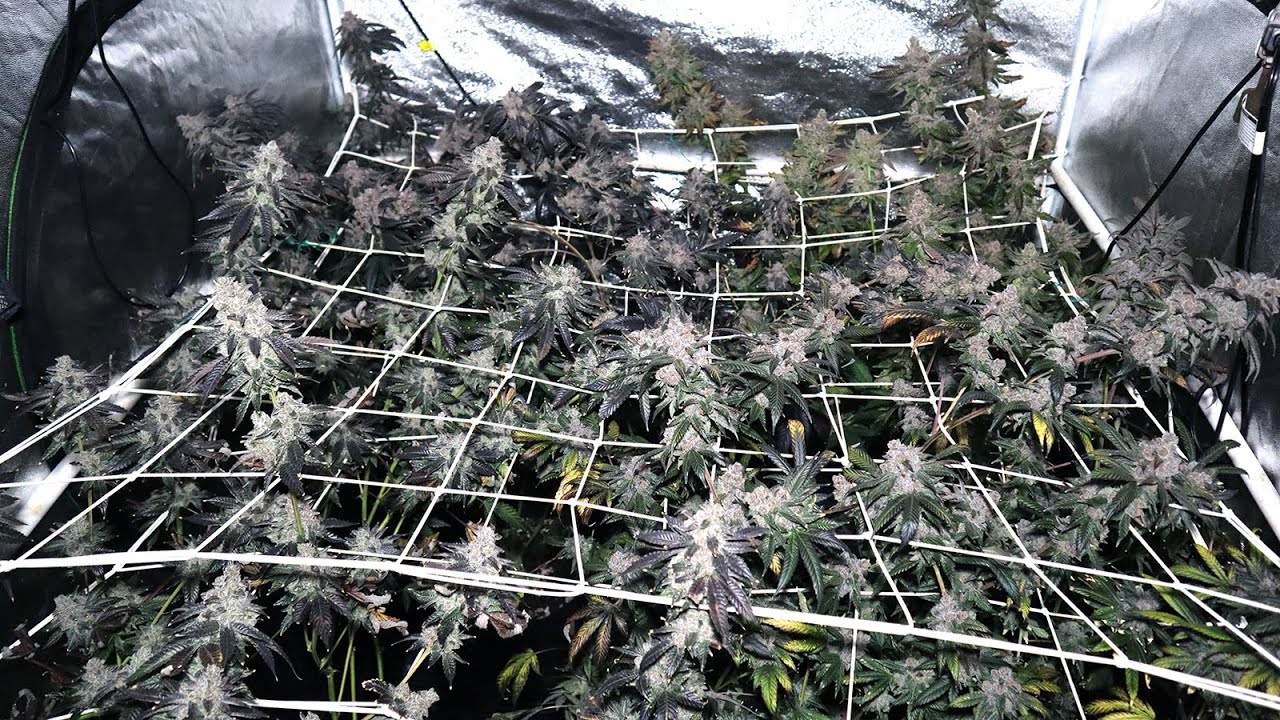 Harvest Day Week 9 Zoap, Jungle Sunset, Red Pop, Pressure, Apples & Bananas!