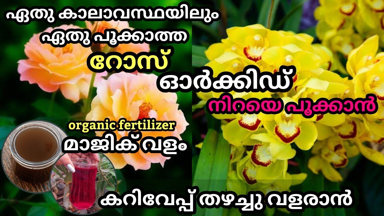 റോസും ഓർക്കിഡ് നിറയെ പൂക്കാൻ കറിവേപ്പ് തഴച്ചു വളരാൻ അത്ഭുതവളം / Organic Magic Fertilizer for  Plants