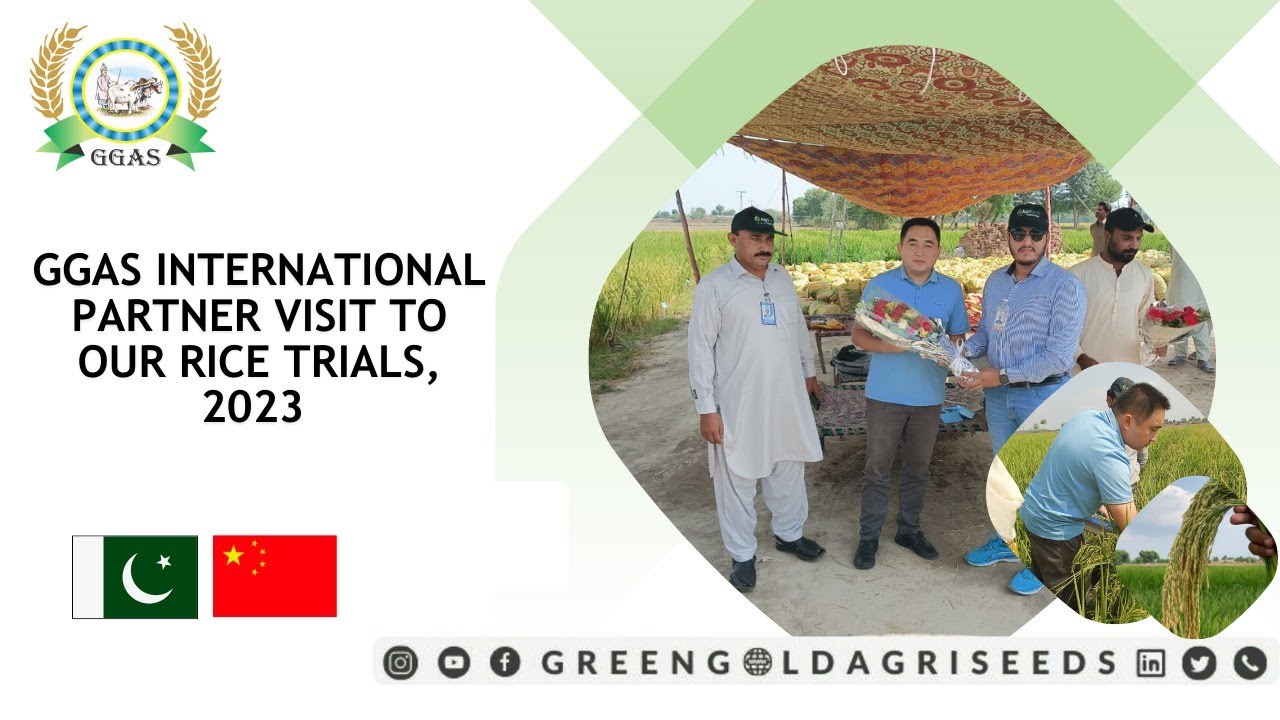 Green Gold Agri Seeds Introducing Hybrid Rice, 2023 | International Partner Visit | Pak-China | GGAS