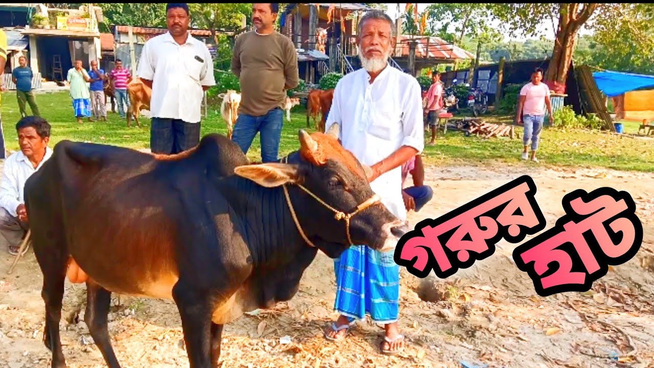 হাটে যেভাবে গরু কেনা বেচা হয় । গ্রামের গরুর হাট।