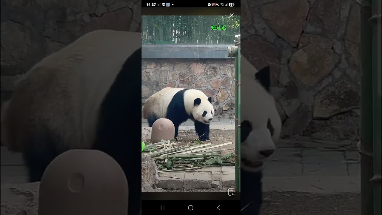 阿三看熊貓錄頻分享🐼 3月12號 小萌蘭日常下午2點多出來活動