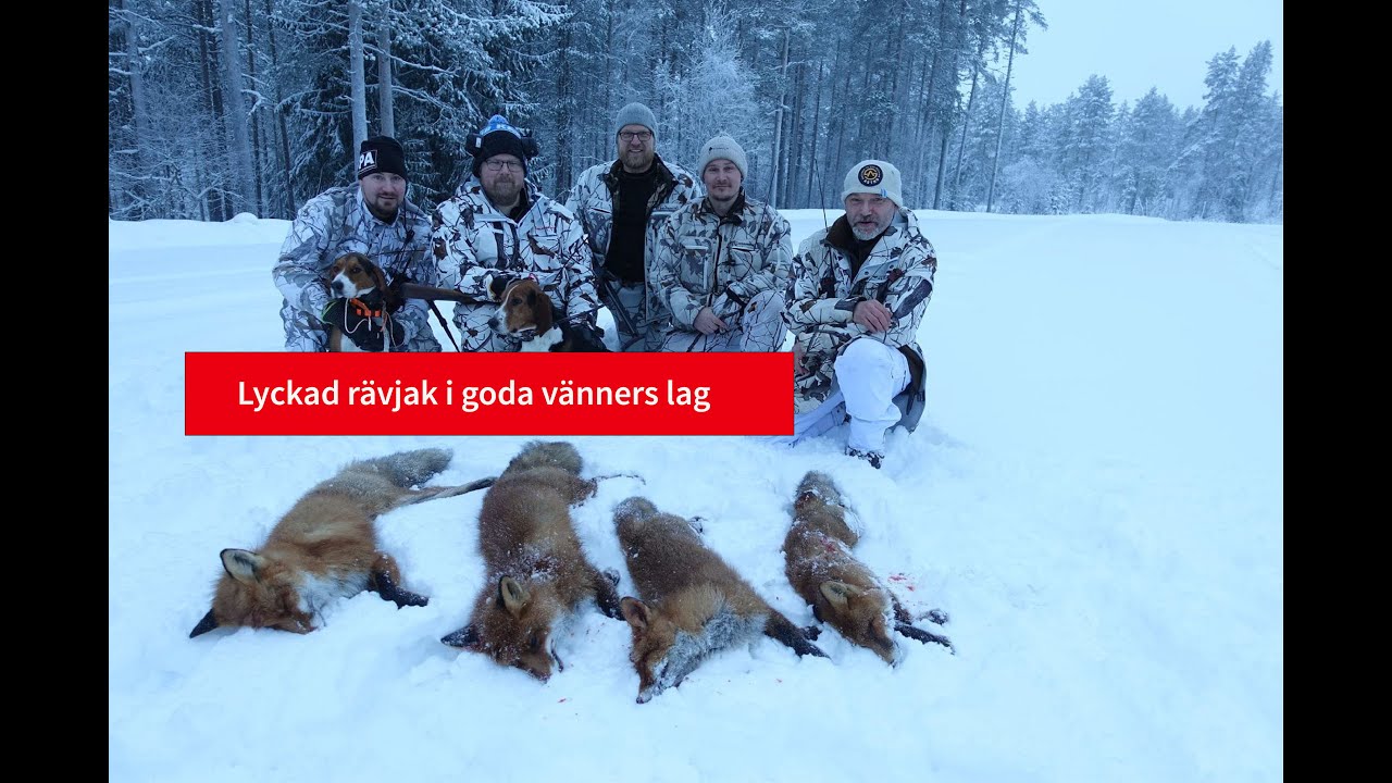 Sp&auml;nnande R&auml;vjakt med Rasmus Bostr&ouml;m och v&auml;nner i nysn&ouml;