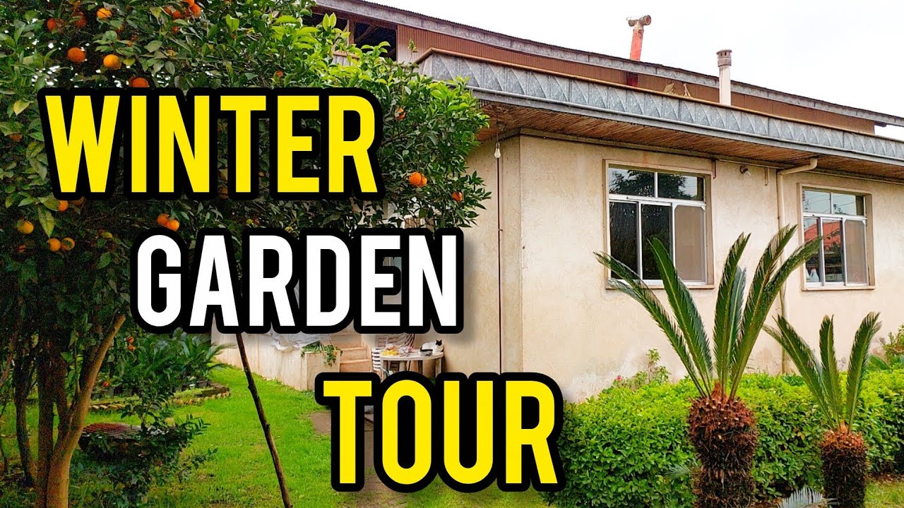 Sunny Winter Garden Tour | Citrus Fruits & Pruned Cycads | Pure Nature ASMR