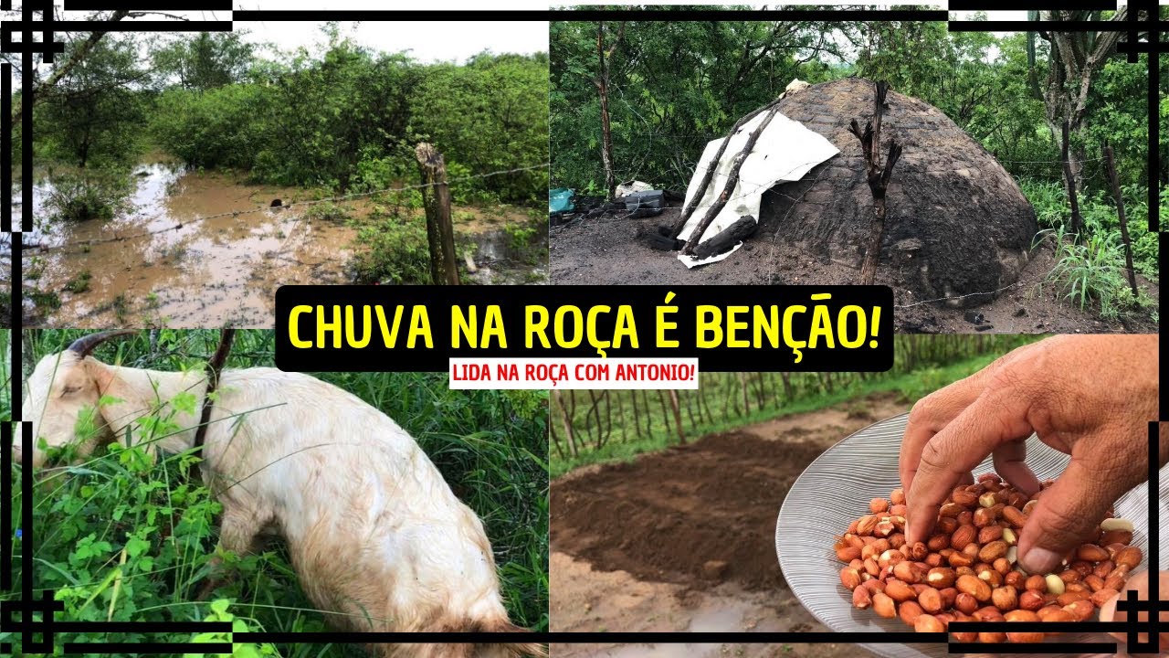 MUITA CHUVA AQUI NO SÍTIO E REGIÃO + PLANTAÇÃO DE AMENDOIM!
