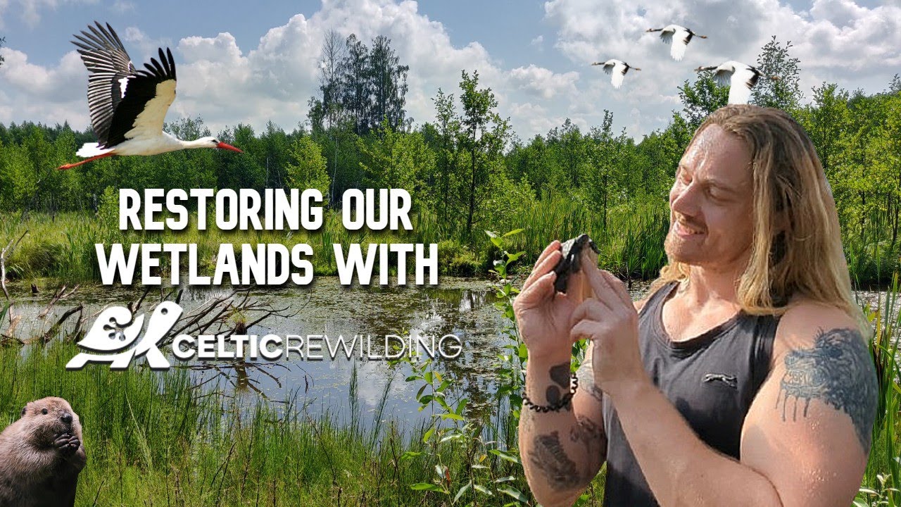 Restoring Britain's Lost Wetland Species With Celtic Rewilding