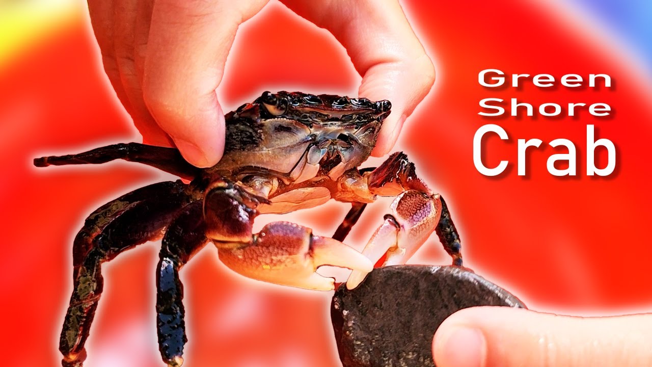 Crustacean / Shore Crab & Fun Play at Beach / Leo & Lia Story TV