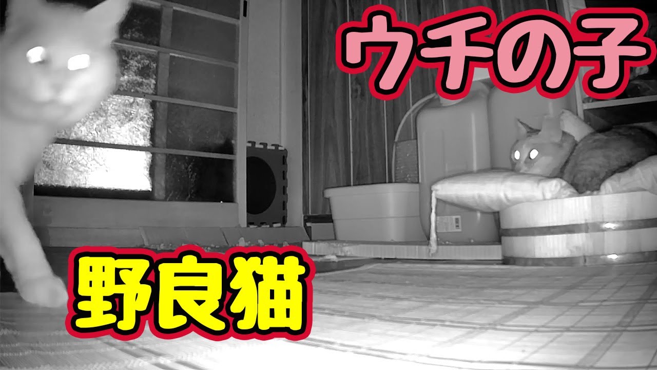 見張りとは&hellip;【野良猫】