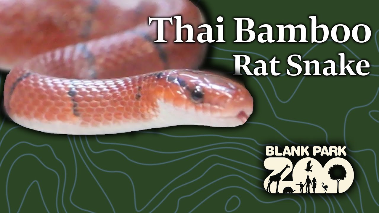 Thai Bamboo Rat Snake Sneak Peak | Giving Tuesday 2023