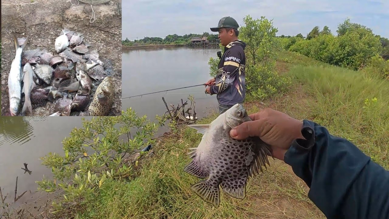 Đi câu đầm mà trúng bầy cá nâu ăn liên tục giực mê luôn  bỏ luôn câu lure để câu cá nâu |Fishing
