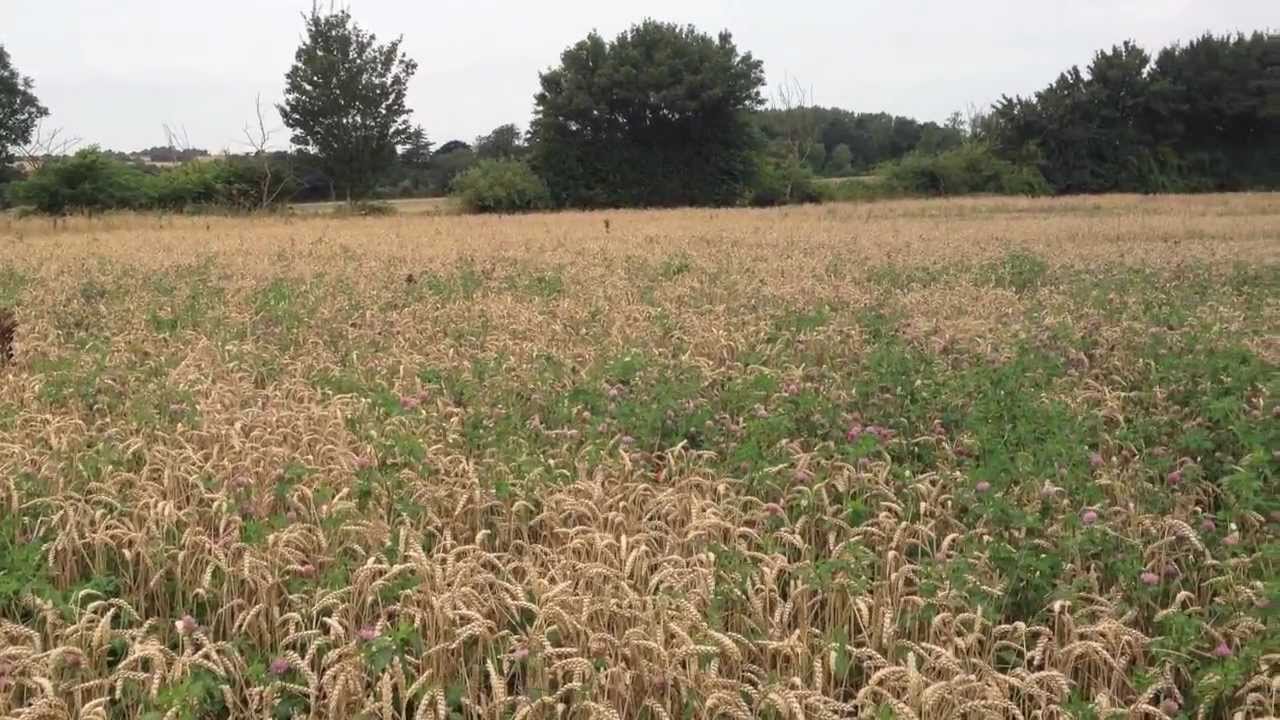 Harvesting Organic Winter Wheat or is it Red Clover