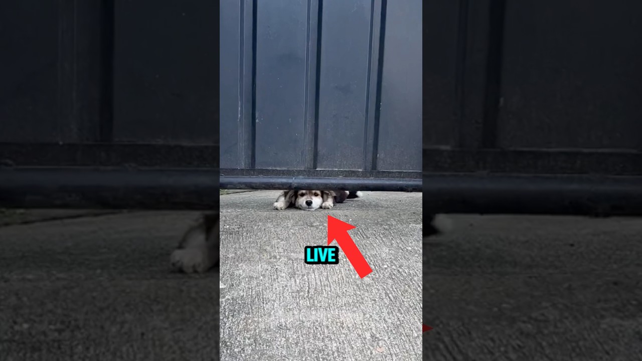 Настоящая причина, почему собаки так радуются вашему приходу домой 🐶