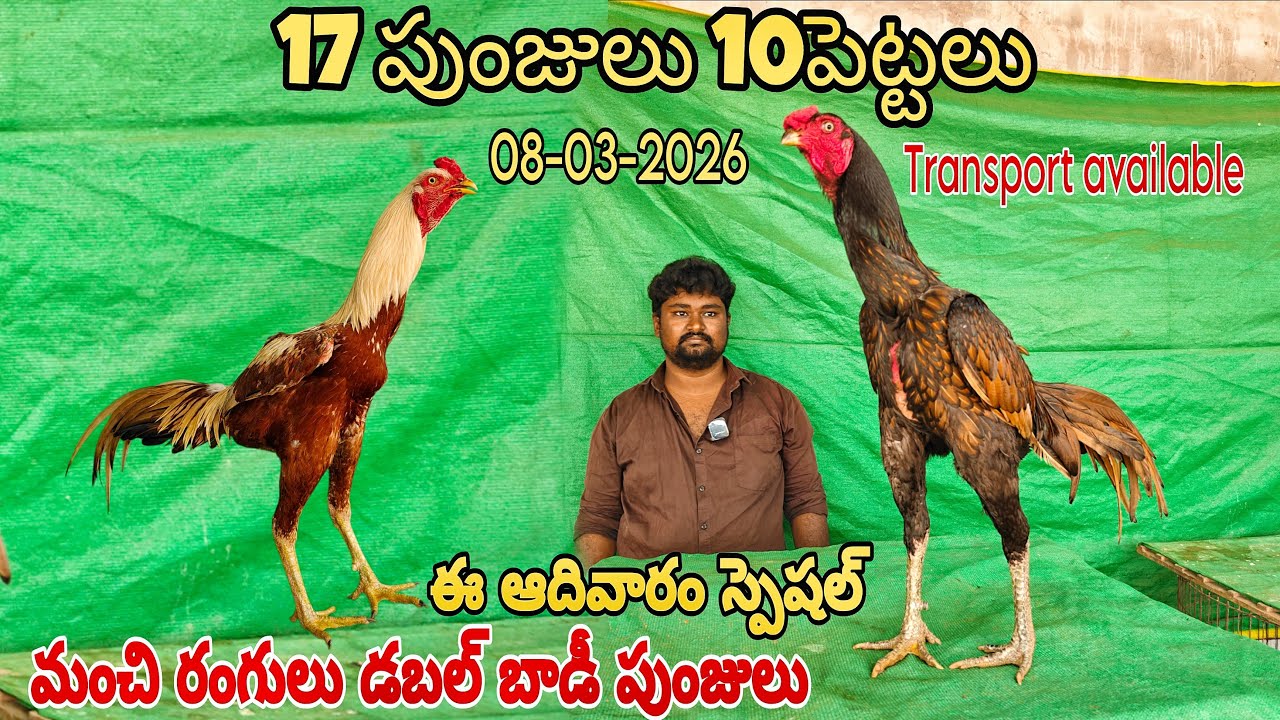 (08-03-2025) ఈ ఆదివారం స్పెషల్ 17 పుంజులు 10పెట్టలు మంచి రంగులు డబల్ బాడీ పుంజులు 