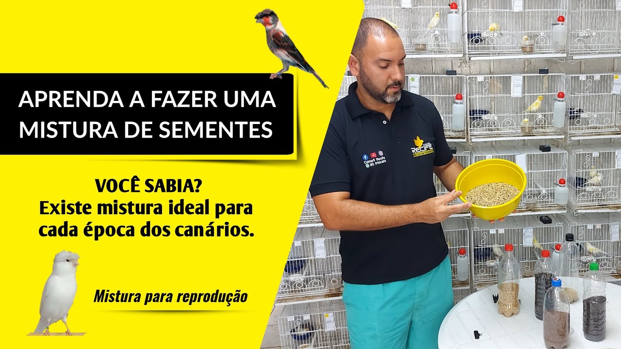 MISTURA DE SEMENTES - Aprenda a fazer a sua ideal para cada época do canário.