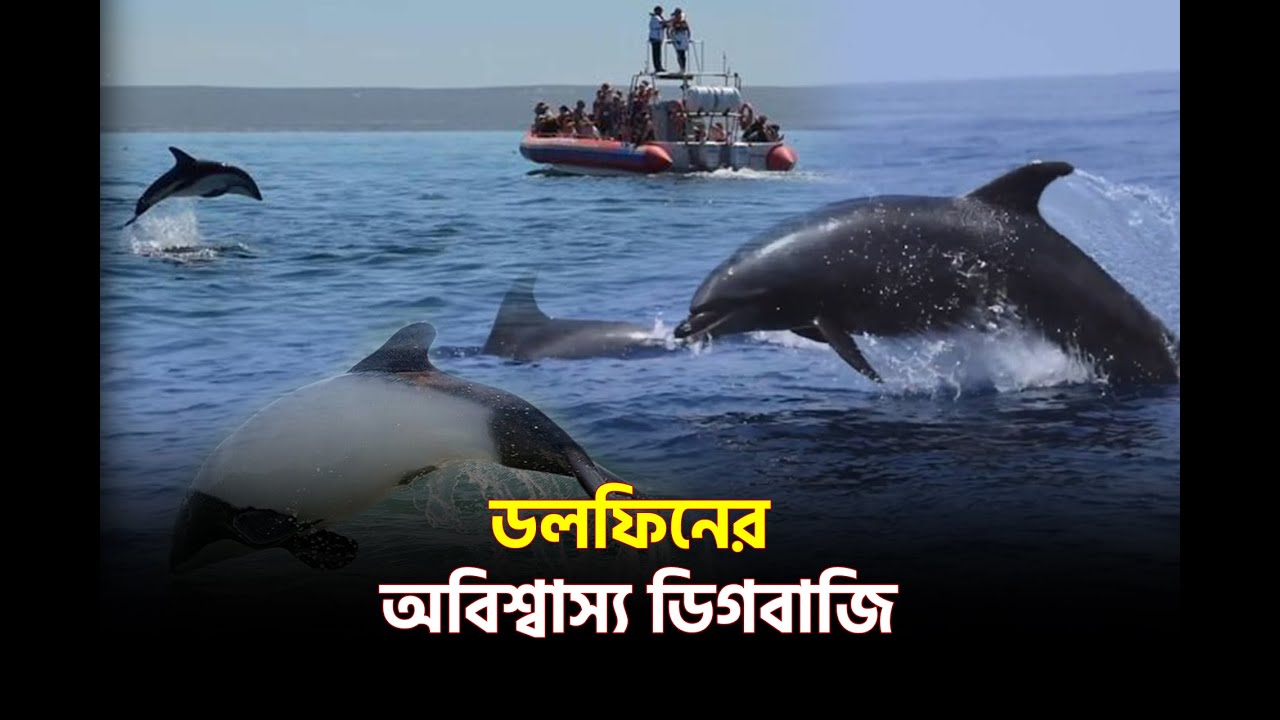 ডলফিনের অবিশ্বাস্য ডিগবাজি | Dolphin's_debacle