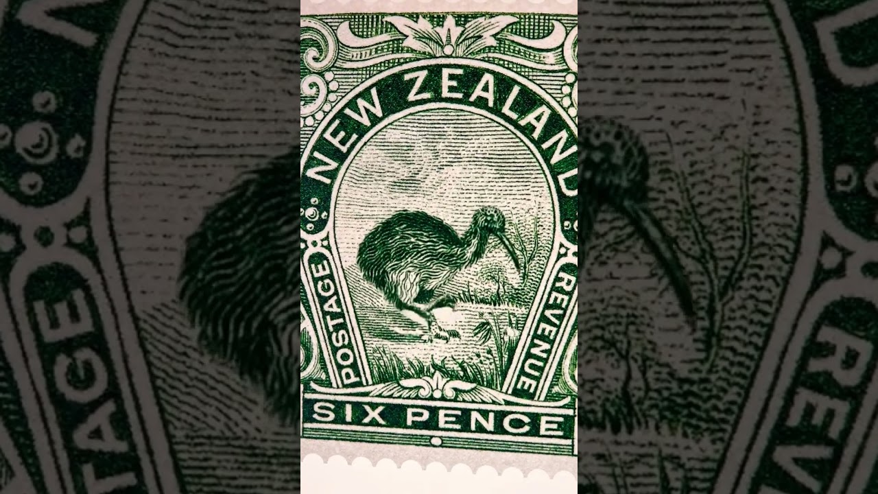 New Zealand kiwi bird