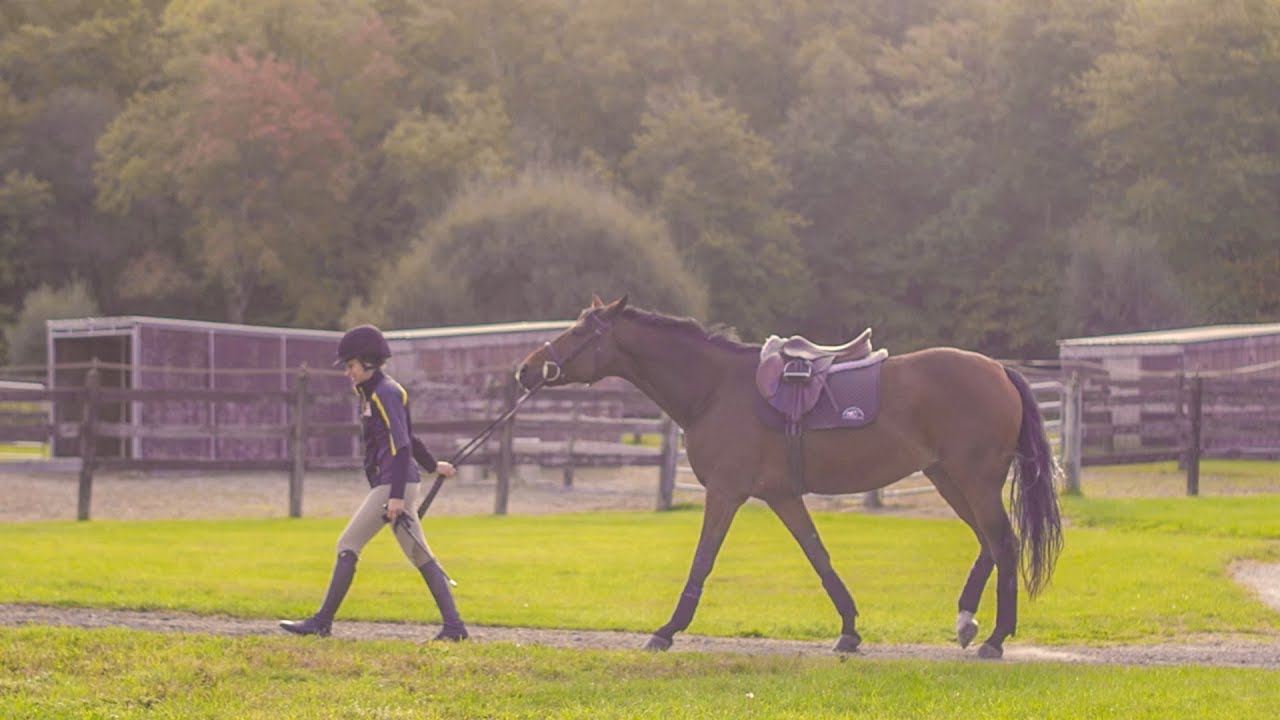 Equine Studies at Johnson & Wales Providence
