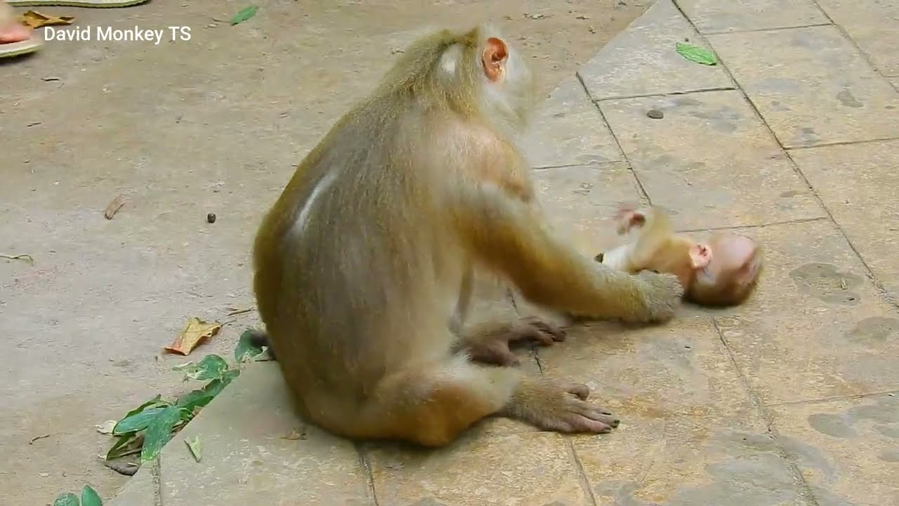 Every day monkey video #16
