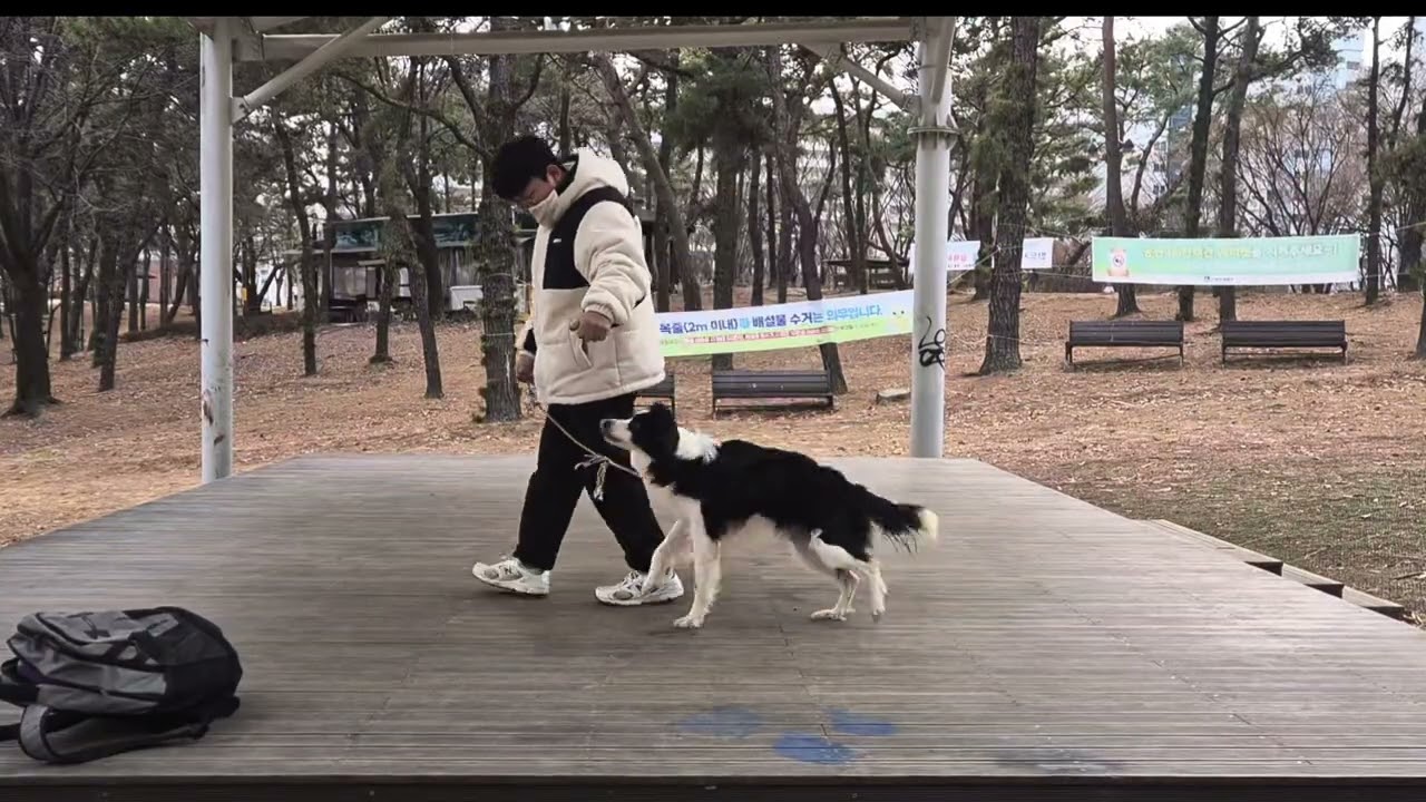 12살 꼬미의 훈련도전기