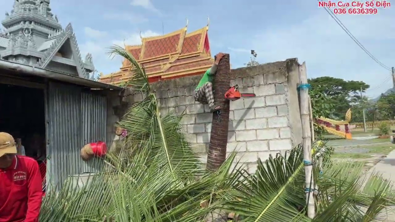 Cưa Cây Dừa Trước Sân Nhà 
