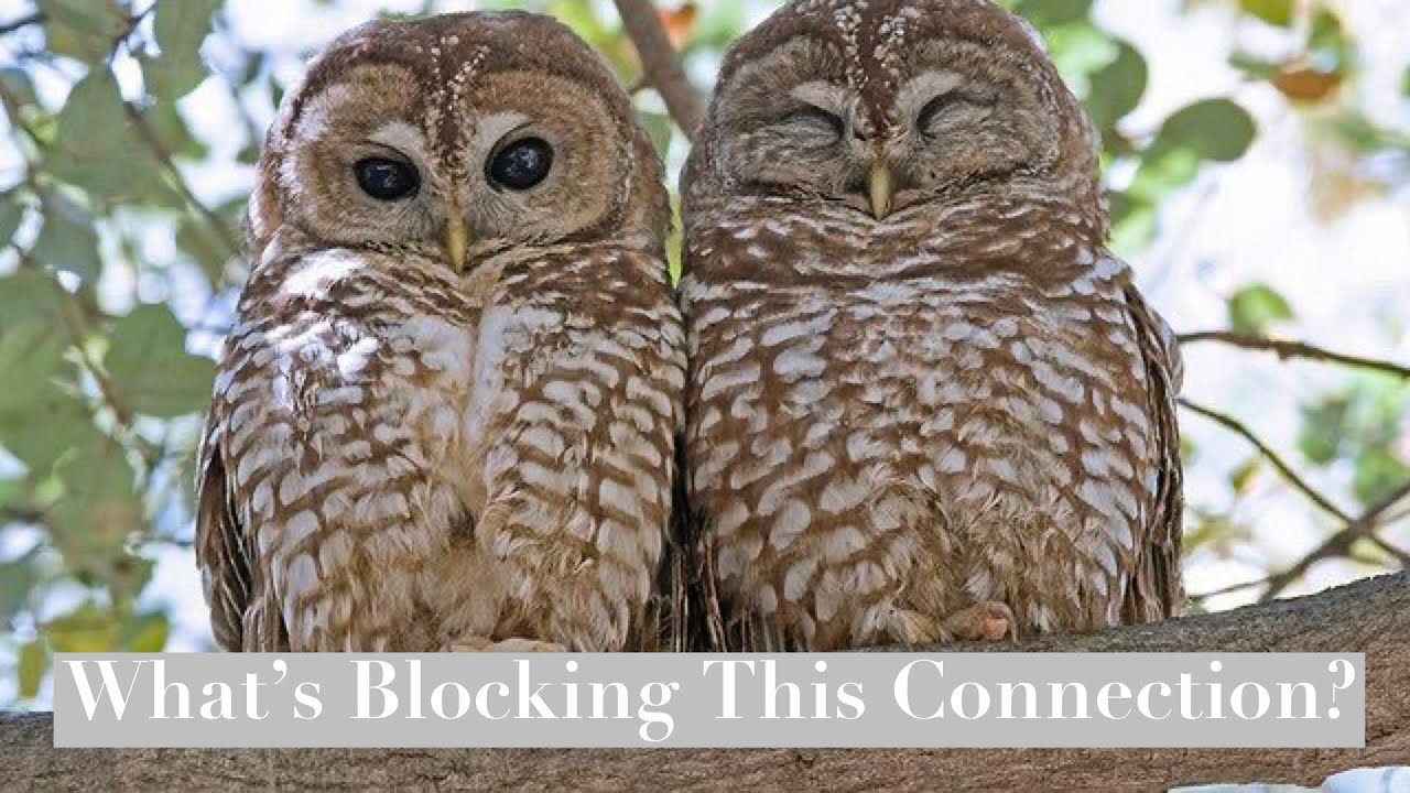 Pick A Card. What Is Blocking This Connection? Timeless Love Reading. ❤️‍🩹❤️‍🩹❤️‍🩹