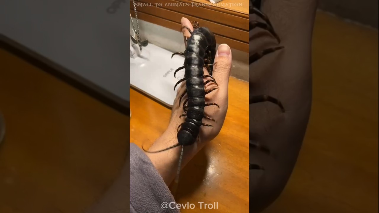 incredible animal transformation ☠️🥶