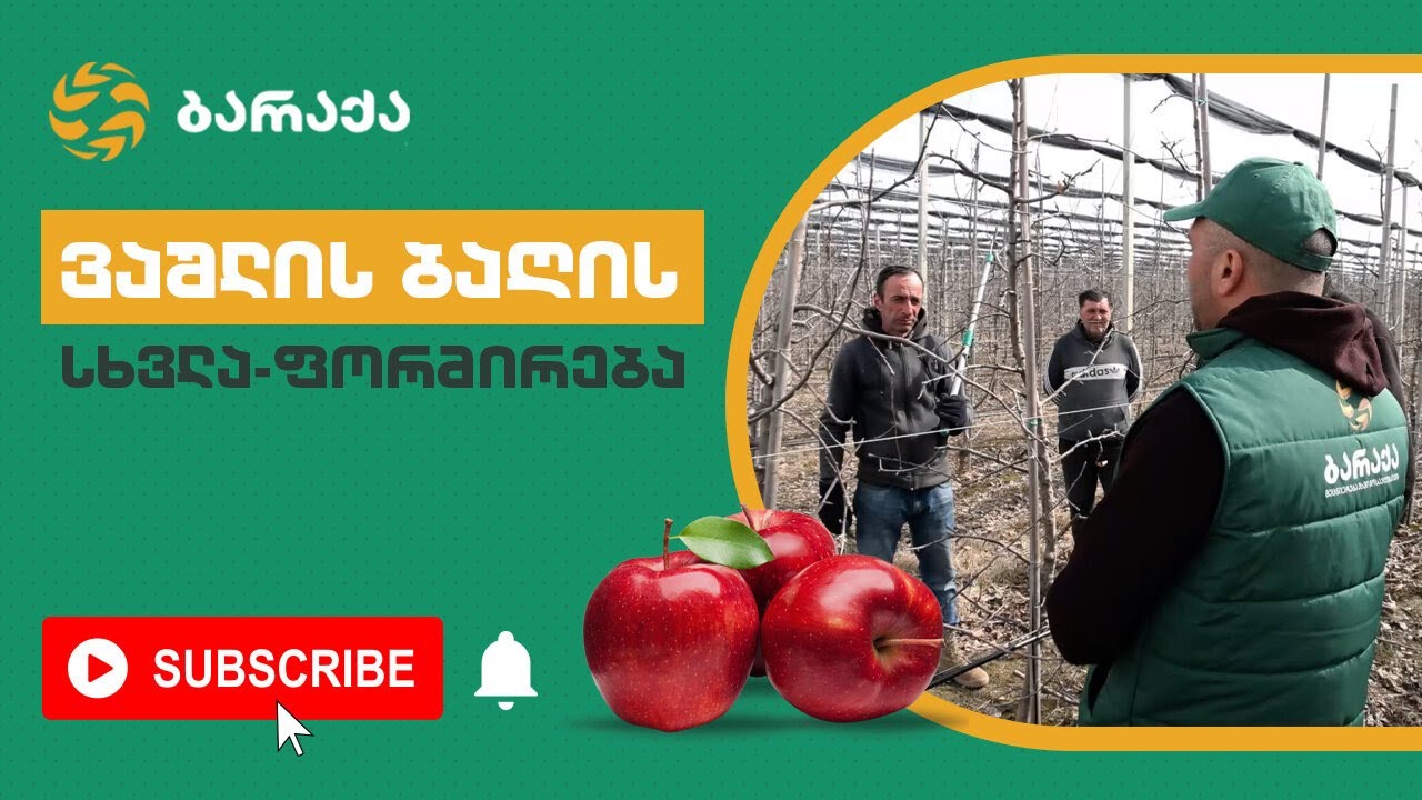 ვაშლის ბაღის სხვლა-ფორმირება