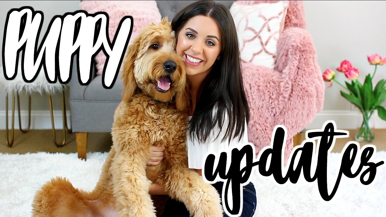 GOLDENDOODLE PUPPY UPDATES! DUDE'S FIRST TIME SWIMMING AND AGILITY CLASS!