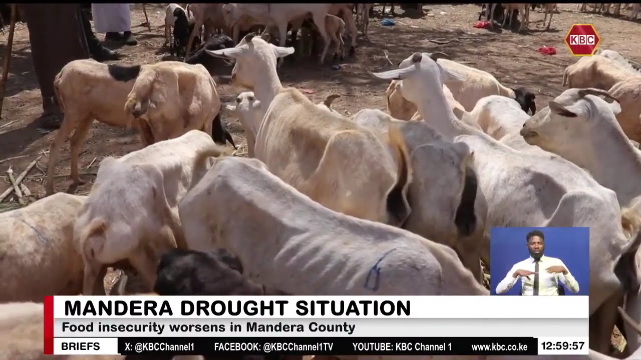 Over 25,000 livestock dead in Mandera amid prolonged drought