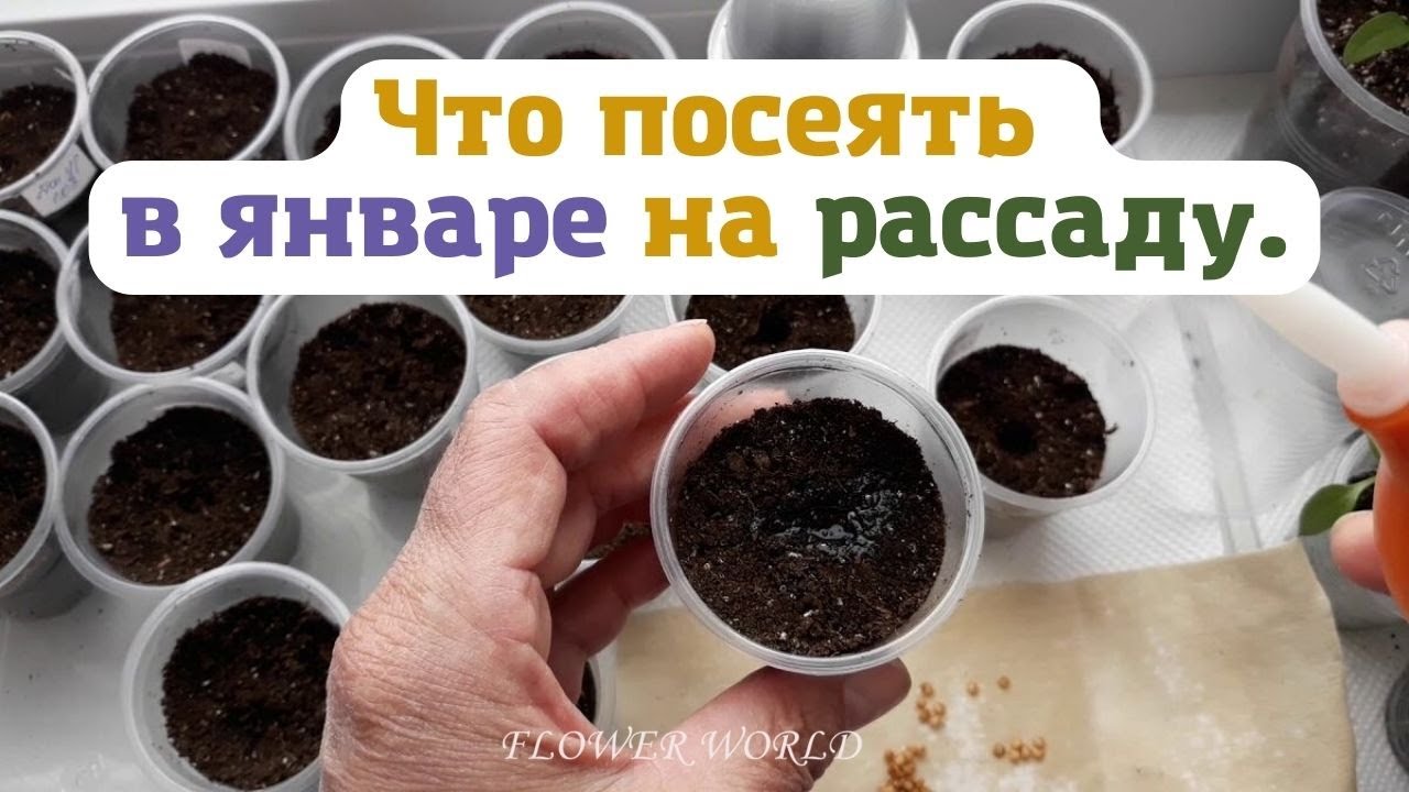 Что посеять в январе на рассаду.💐