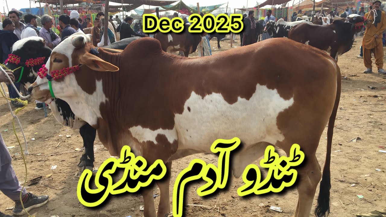 Tando Adam Mandi latest update Dec 2025