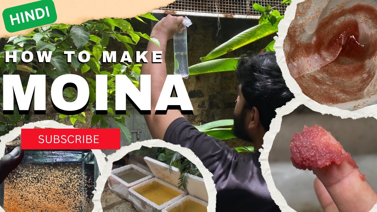 How to make MOINA / DAHPNIA culture? EASY TUTORIAL (HINDI)