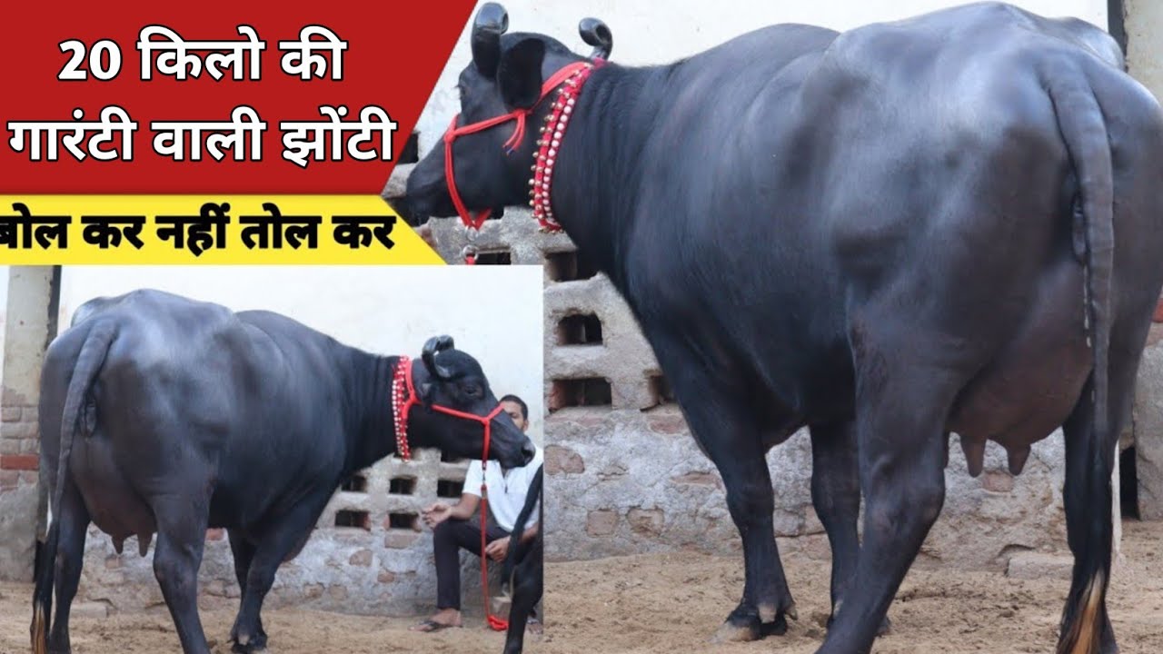 20 किलो की गारंटी वाली झोटी, कांटे के तोल में बिक्री के लिए उपलब्ध || Manjeet Koriawas (8295371700)