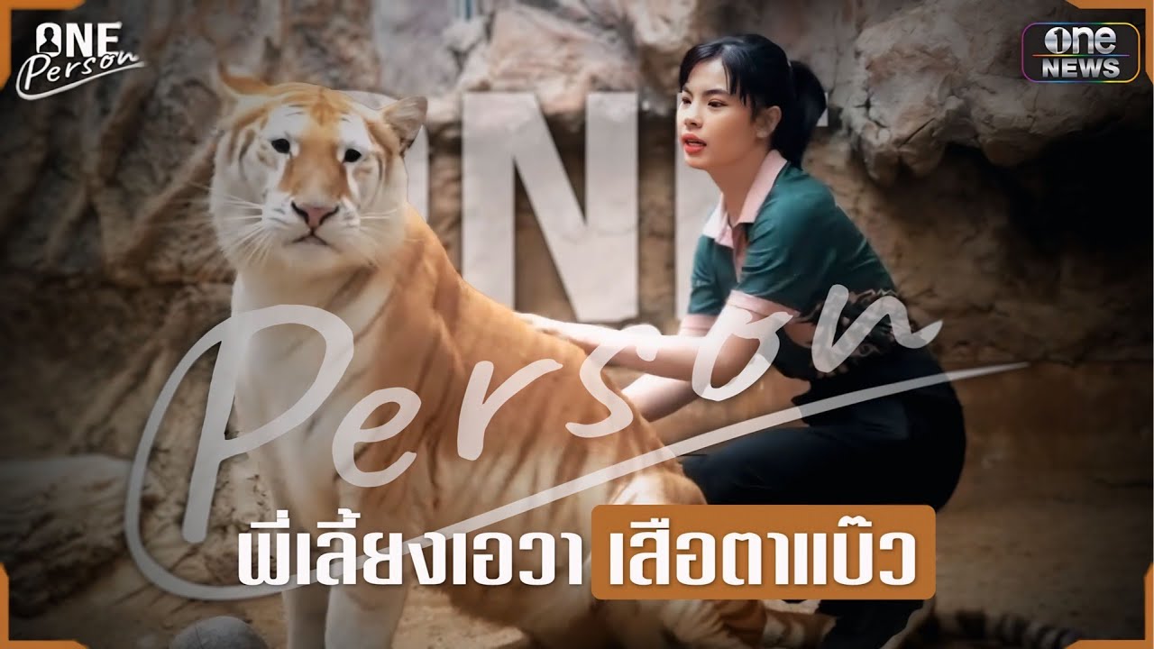 เปิดใจพี่เลี้ยง เลี้ยงเสือนี่แหละคืออาชีพที่ใช่! | one Person  | สำนักข่าววันนิวส์