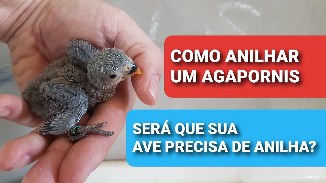 ANILHANDO OS FILHOTES | VEJA SE SUA AVE PRECISA OU NÃO DE ANILHA