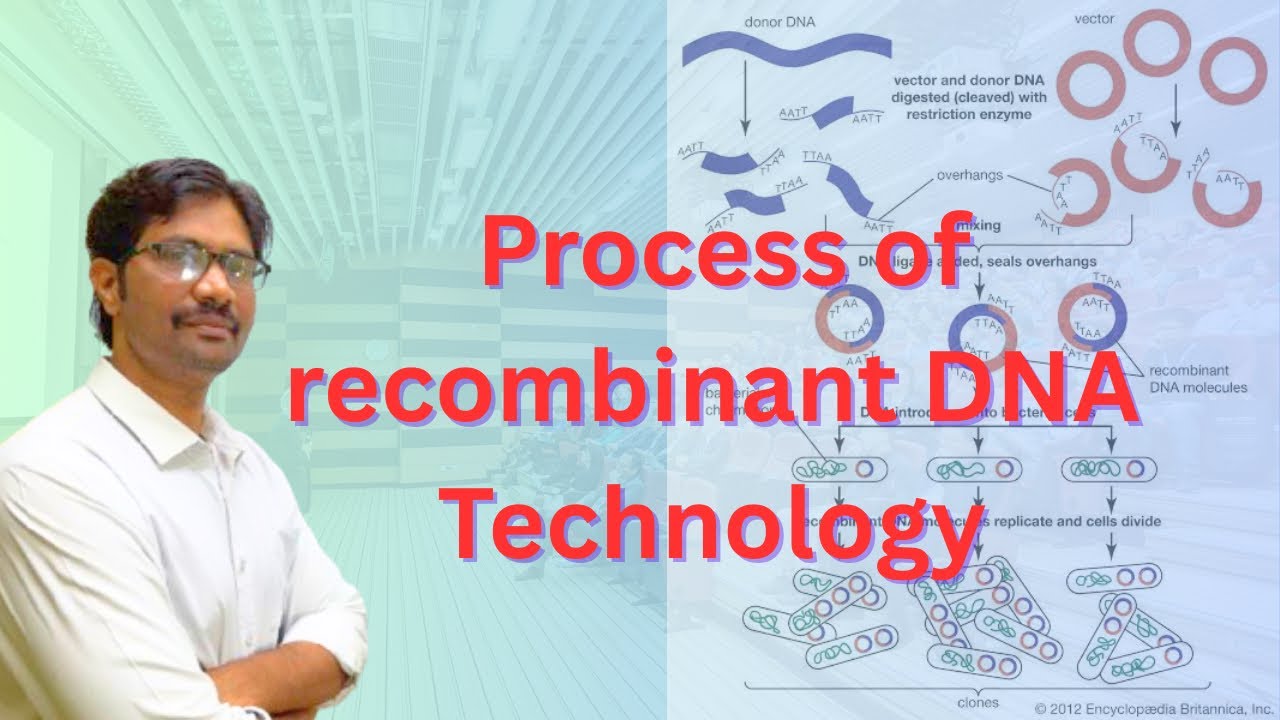 Process of recombinant DNA Technology || Intermediate Botany Most Important Questions 