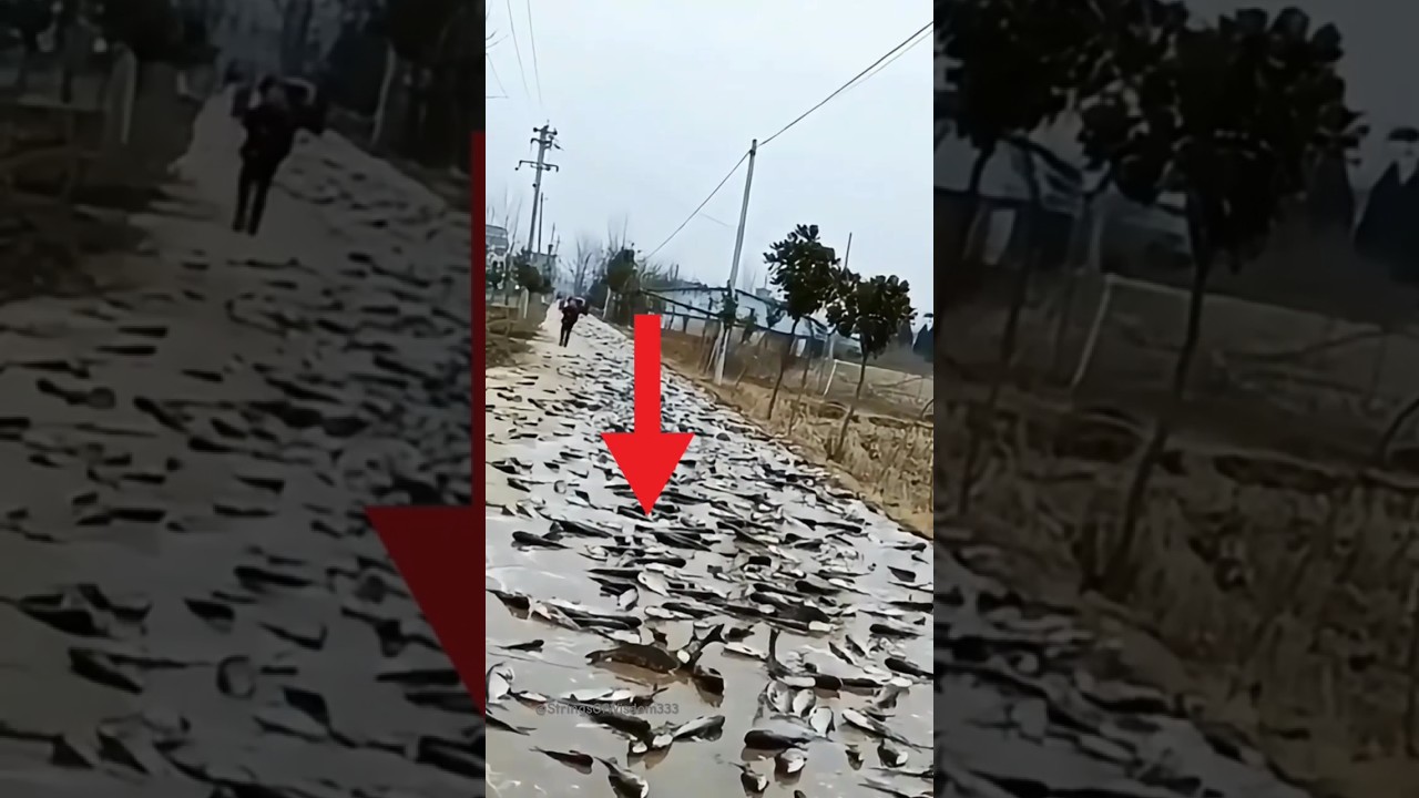 Fish Rain 🐟(Explained)