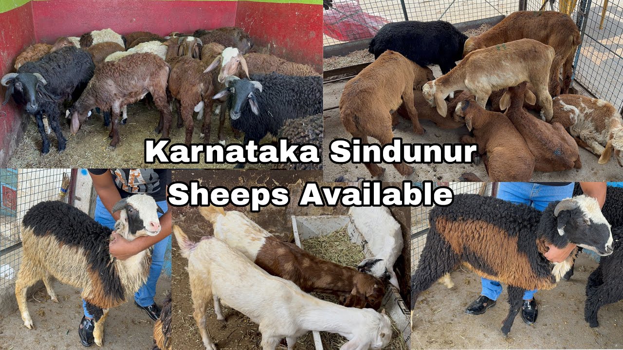 Sunday special Stock Karnataka Sindunur Rajasthani Goats Available 