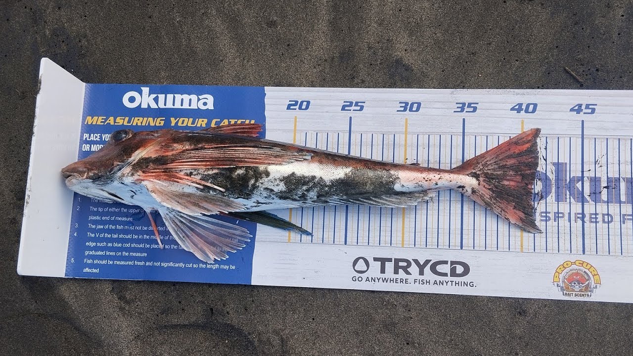 Mission out for a grunta surfcasting