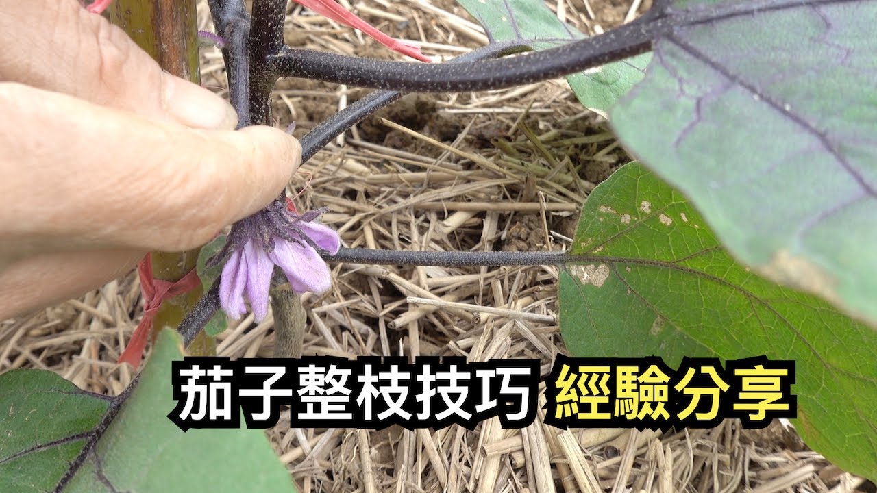 茄子整枝技巧