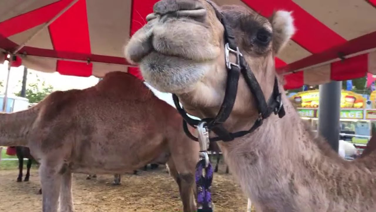 Waking Up at the Hutchinson Kansas State Fair 2019