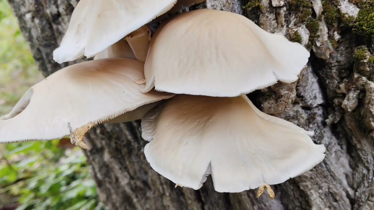 🍄 Yakakent&rsquo;te Doğal Mantar Avı 🌿 Fındık Bah&ccedil;esinde S&uuml;rpriz