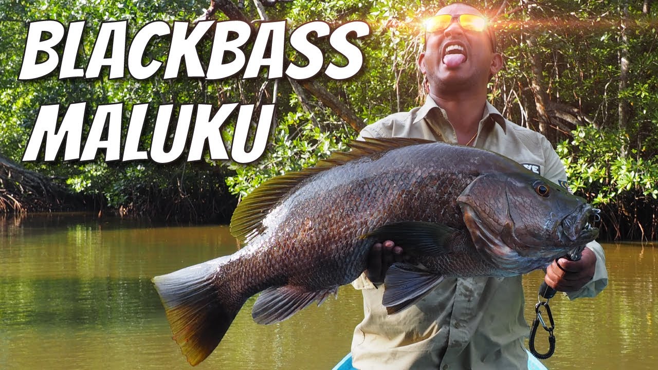 Blackbass Maluku Indonesia