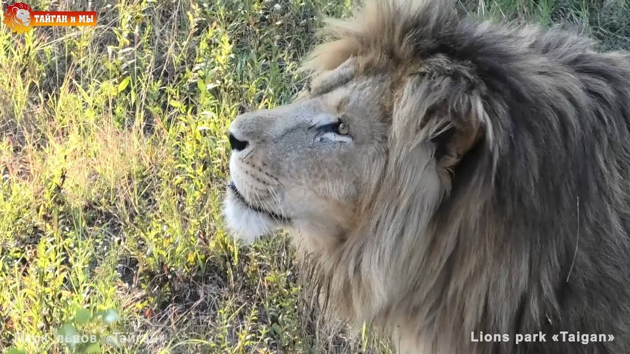 Увели Олежку 😂 Львы. Тайган. Lions life in Taigan.