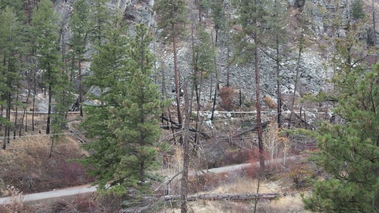 approach eagle with drone and fly away