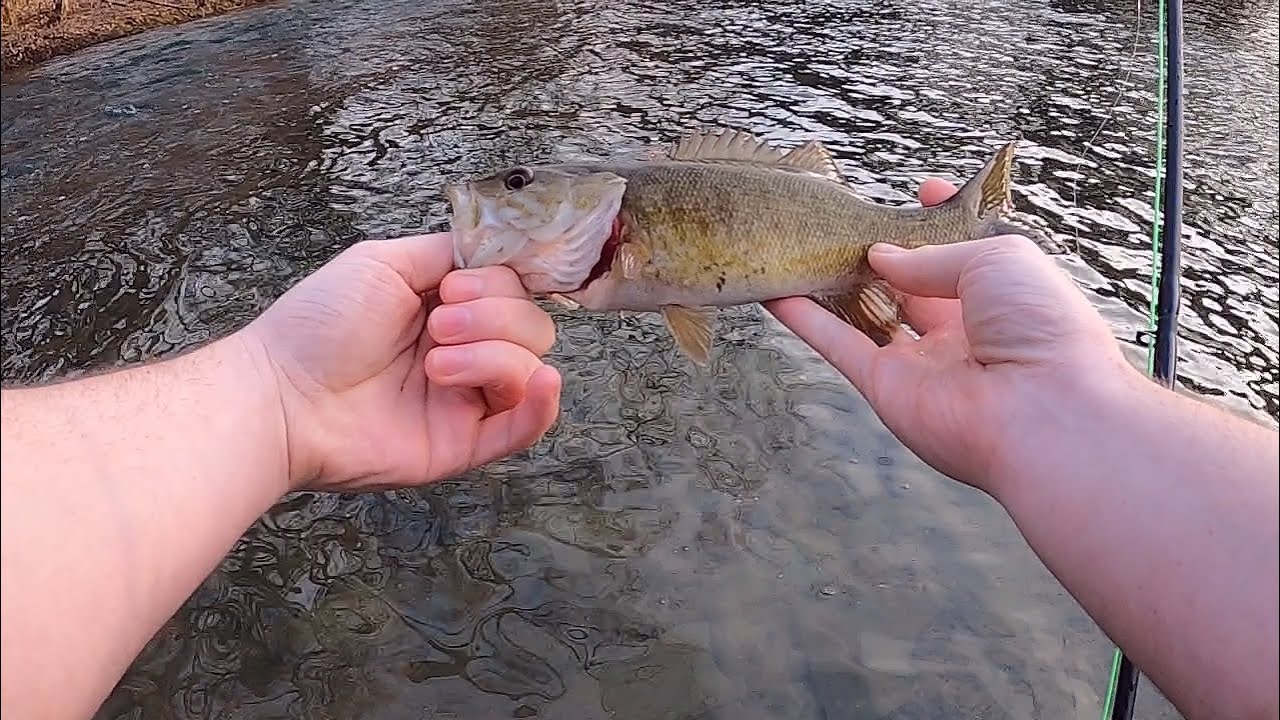 Winter smallmouth on the fly?