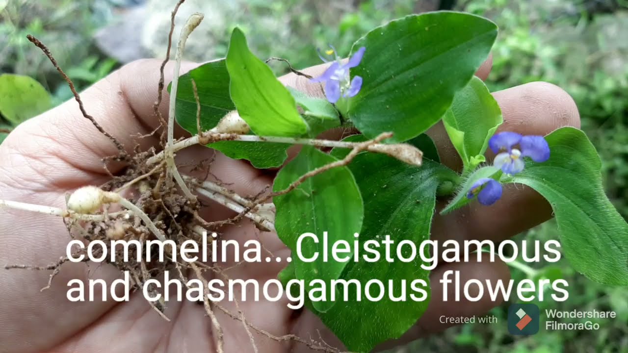 Cleistogamous flowers#Commelina#Autogamy#