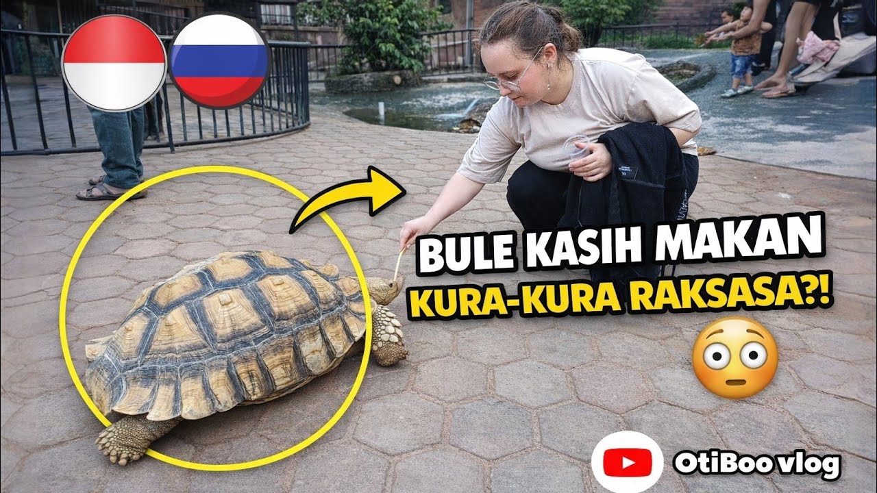 Bule Kasih Makan Kura-Kura Raksasa 😲