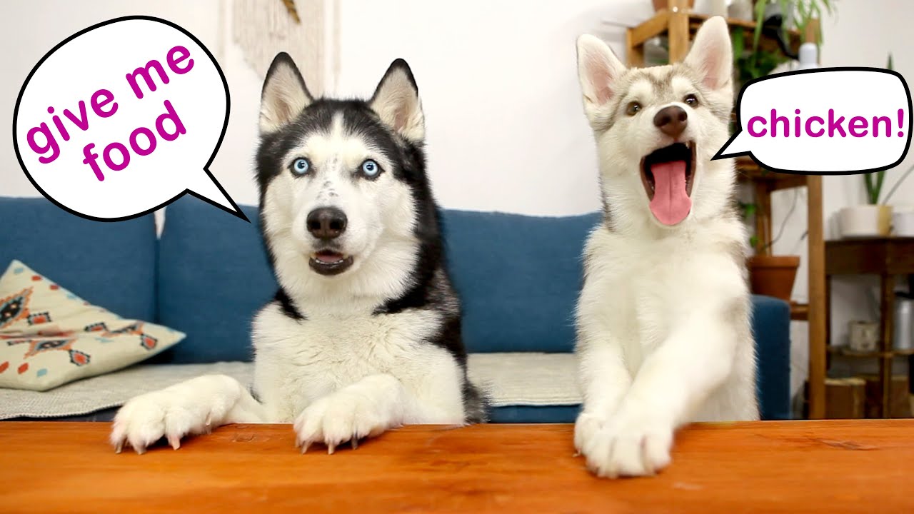 Husky Puppy Tries Vegetables For The First Time! Dog Review food