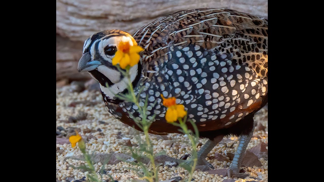 HDObservations : Montezuma Quail (4K UHD)