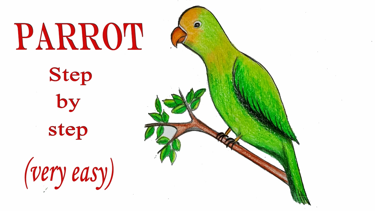 How to draw a parrot step by step (very easy) || Art video